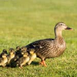 b2b marketing blogs ducks follow