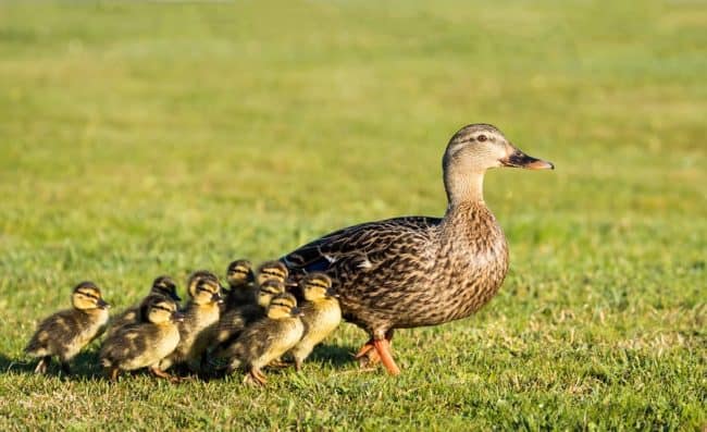 b2b marketing blogs ducks follow